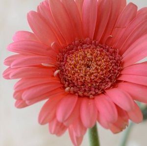 Meet your Posher, Sherry